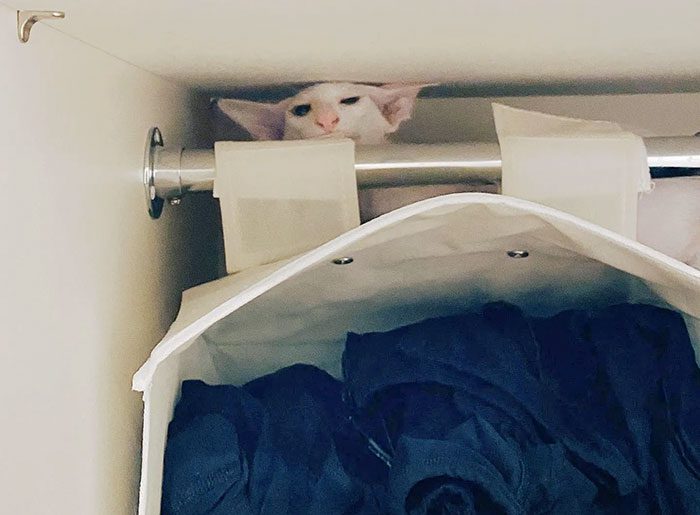 A cat hiding behind a roll of toilet paper

Description automatically generated