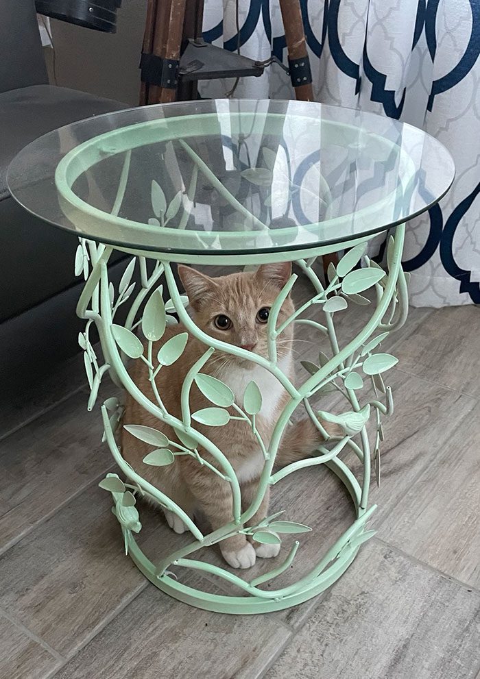 A cat hiding under a glass table

Description automatically generated