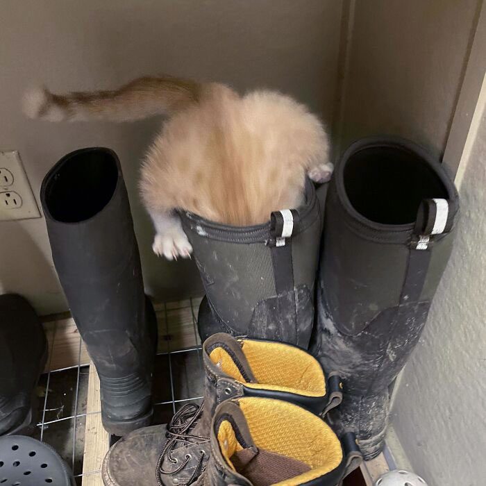 A cat in a boot

Description automatically generated
