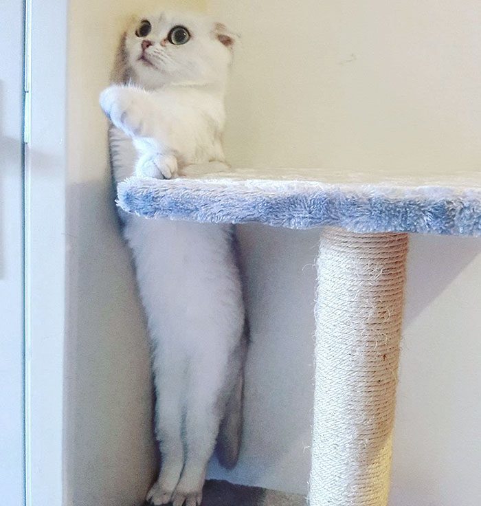 A cat on a scratching post

Description automatically generated
