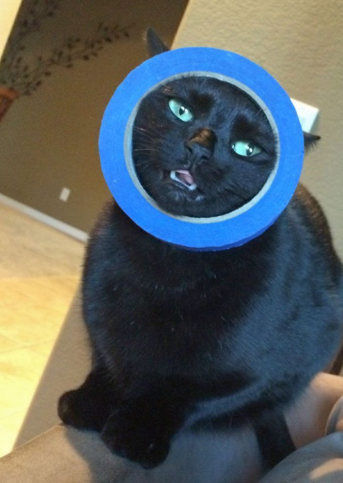 A cat with a roll of tape around its head

Description automatically generated