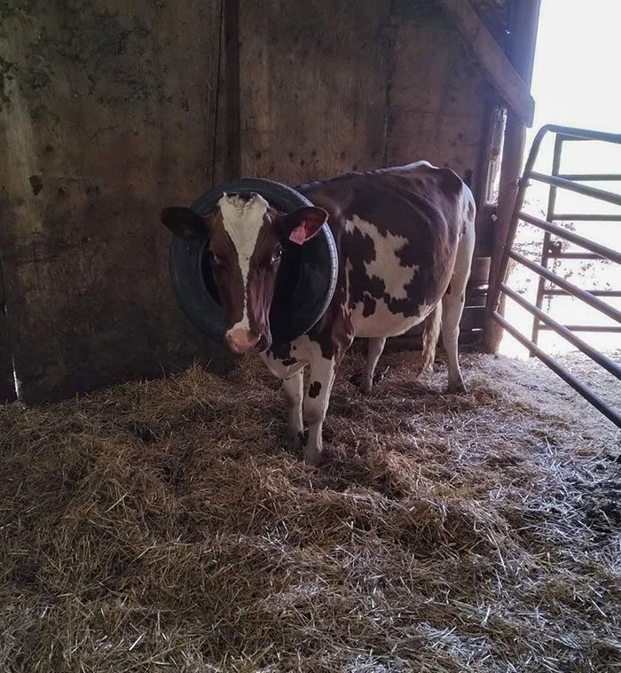A cow with a tire around its neck

Description automatically generated
