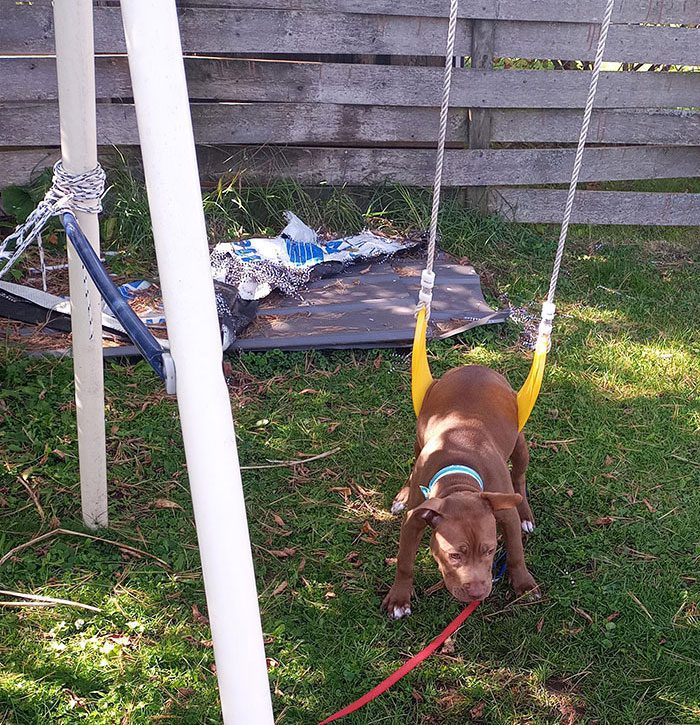 A dog on a swing

Description automatically generated