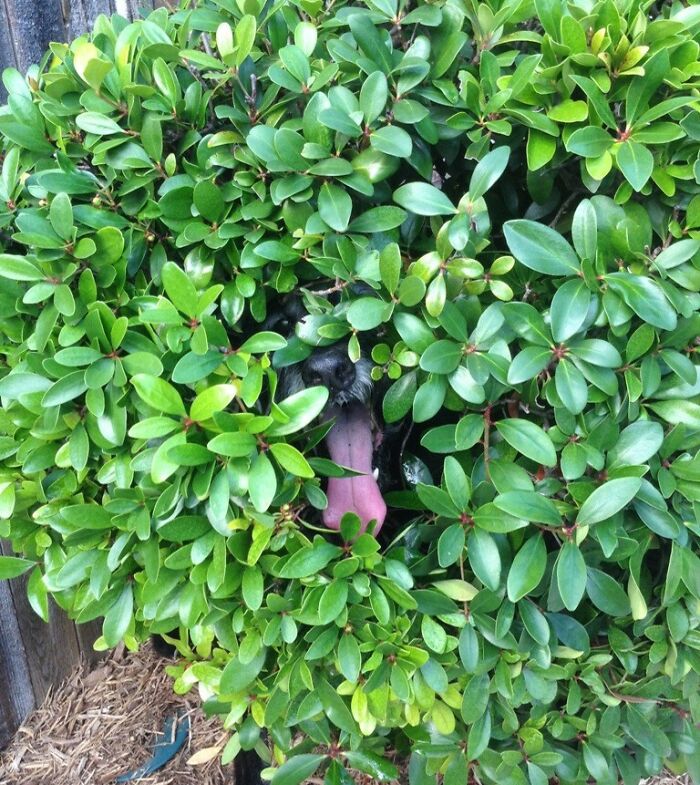 A dog peeking through a bush

Description automatically generated