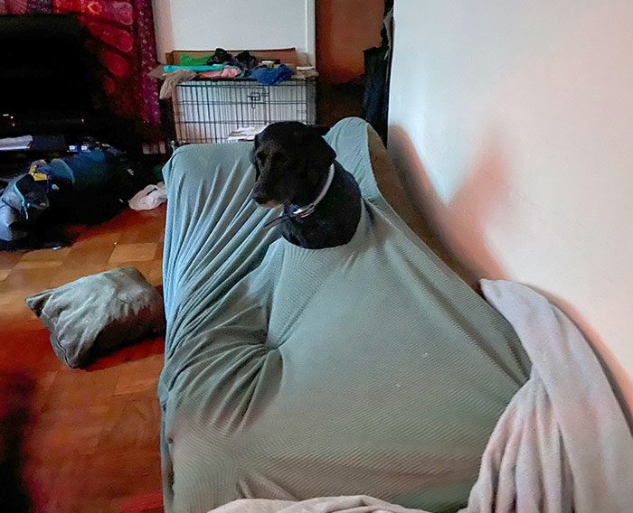 A dog sitting on a couch

Description automatically generated