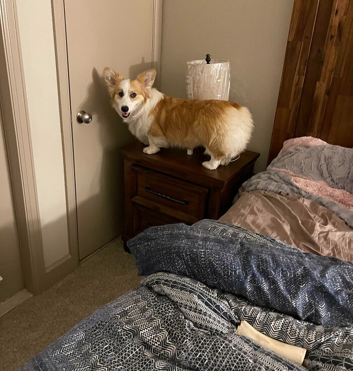 A dog standing on a nightstand

Description automatically generated