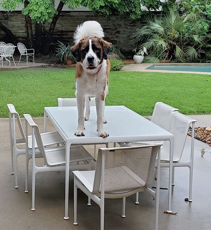 A dog standing on a table

Description automatically generated