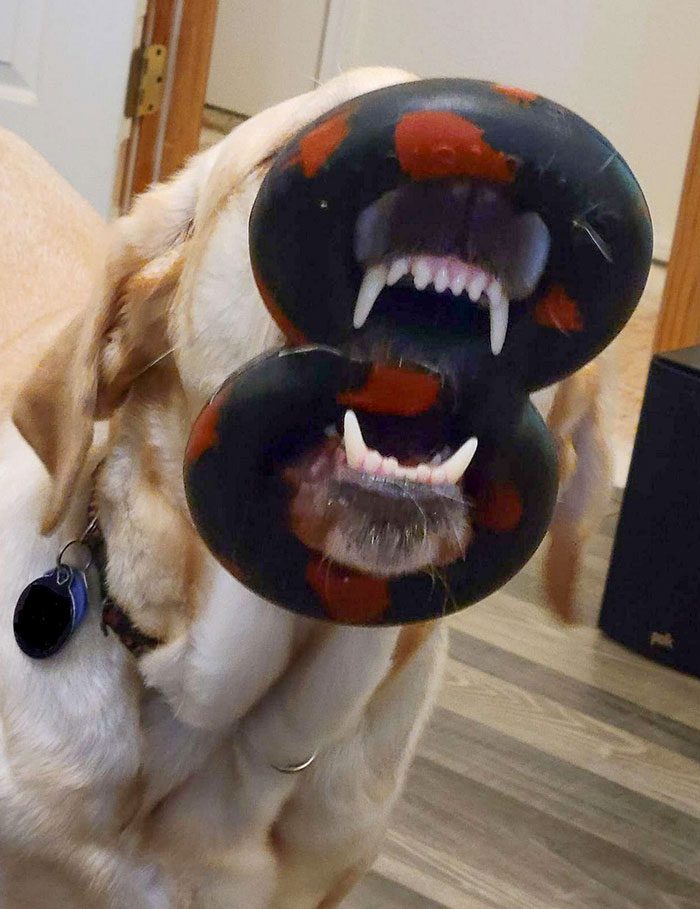 A dog with a balloon in its mouth

Description automatically generated