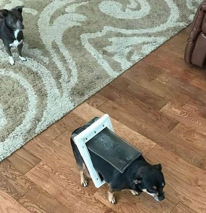 A dog with a dog door on its head

Description automatically generated