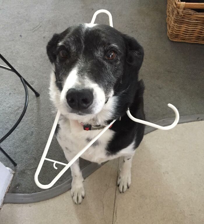 A dog with a swinger on its neck

Description automatically generated