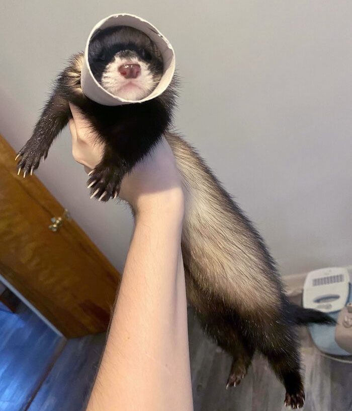 A hand holding a ferret with a tube around its neck

Description automatically generated