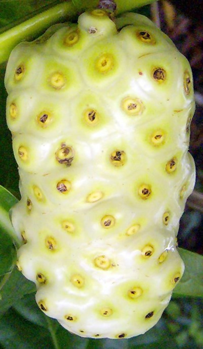 Noni Fruit