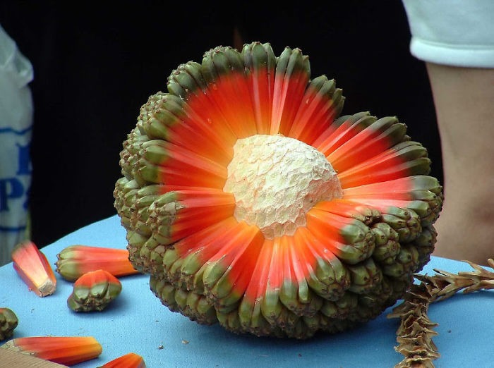 Fruit Of The Hala Aka Puhala Tree