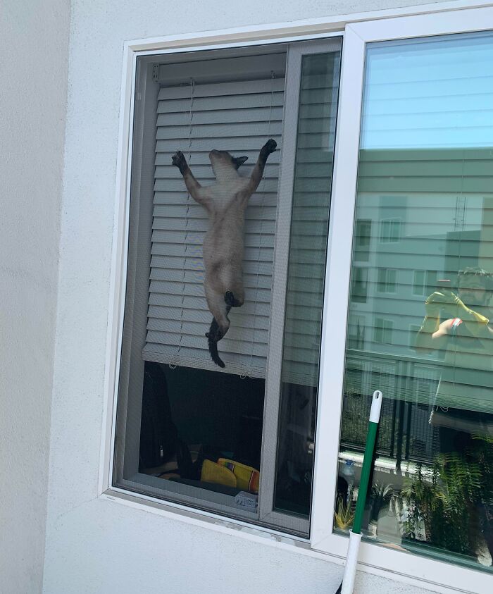 A cat climbing through a window

Description automatically generated