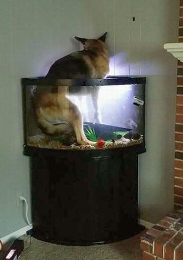 A cat in a fish tank

Description automatically generated