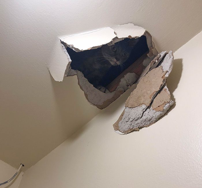 A cat looking through a hole in a ceiling

Description automatically generated