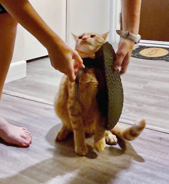 A cat sitting on a floor with a hat on its back

Description automatically generated
