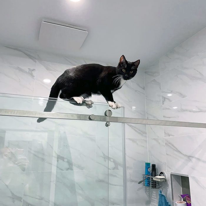 A cat standing on a bar

Description automatically generated