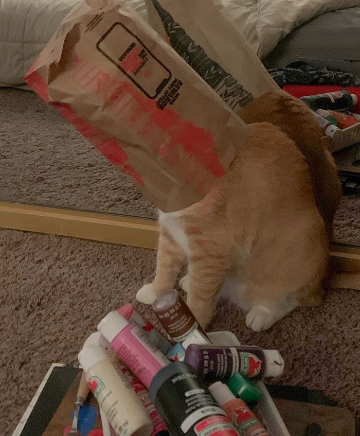 A cat with a bag on its head

Description automatically generated