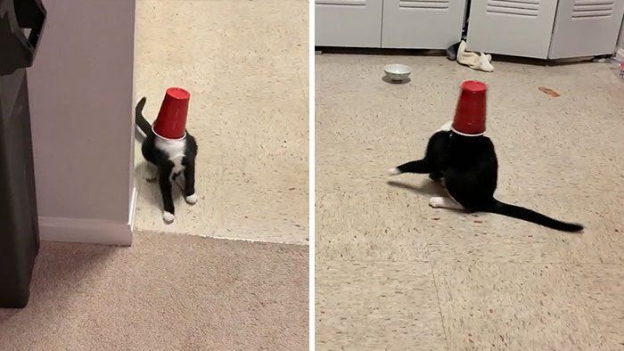 A cat with a red bucket on its head

Description automatically generated