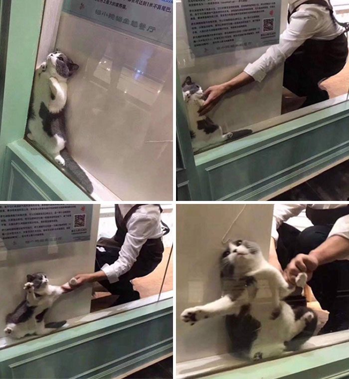 A collage of a cat in a glass case

Description automatically generated