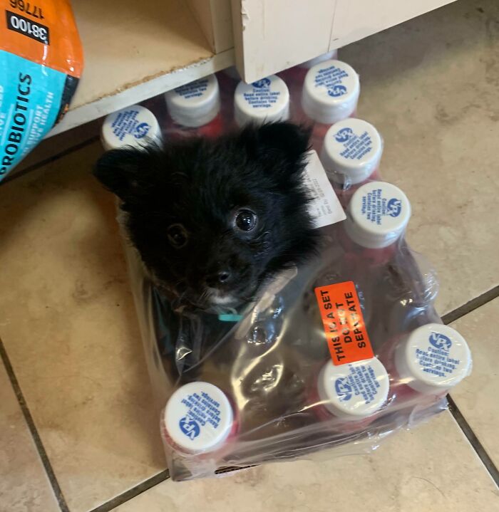 A dog in a plastic bag

Description automatically generated
