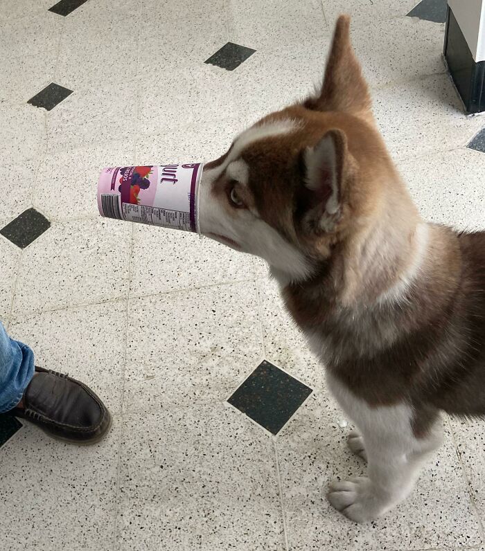A dog with a cup on its head

Description automatically generated