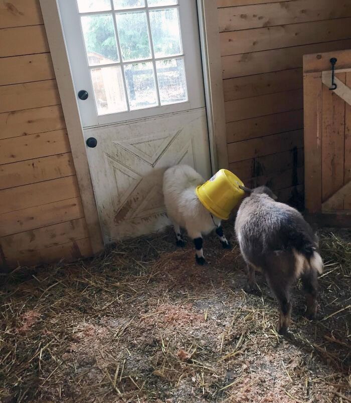 A goat with a bucket on its head

Description automatically generated