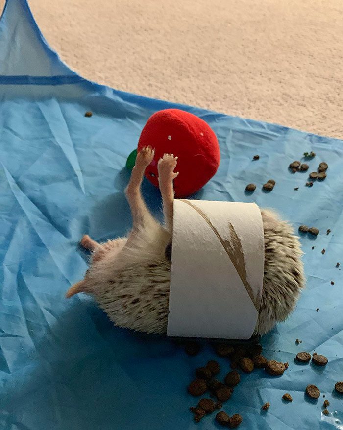 A hedgehog with a roll of toilet paper on its back

Description automatically generated