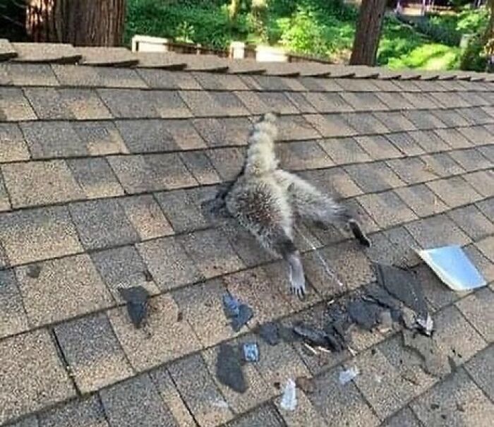 A raccoon on a roof

Description automatically generated