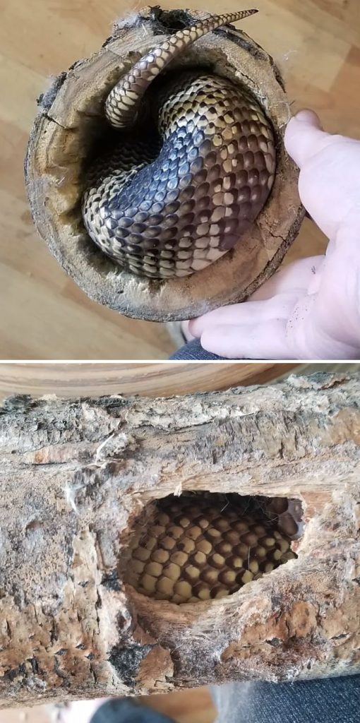 A snake in a coconut shell

Description automatically generated